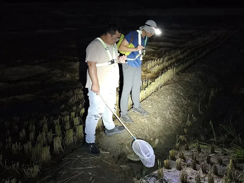 海蟾蜍2021年首次在草屯現蹤，林保署南投分署跨單位合作，並結合民力加強移除。林保署南投分署提供