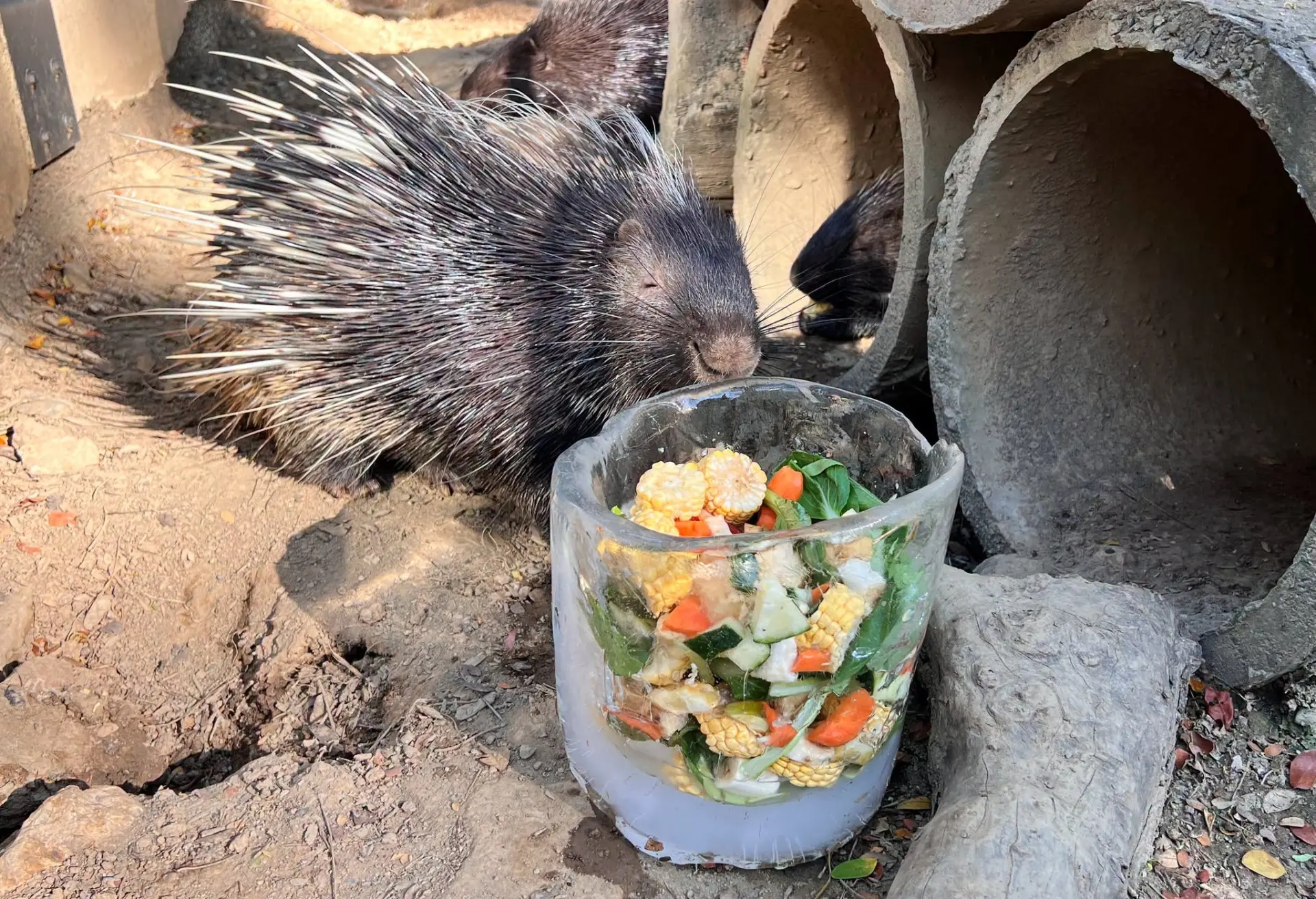 冠豪豬享用冰涼蔬菜桶。壽山動物園提供