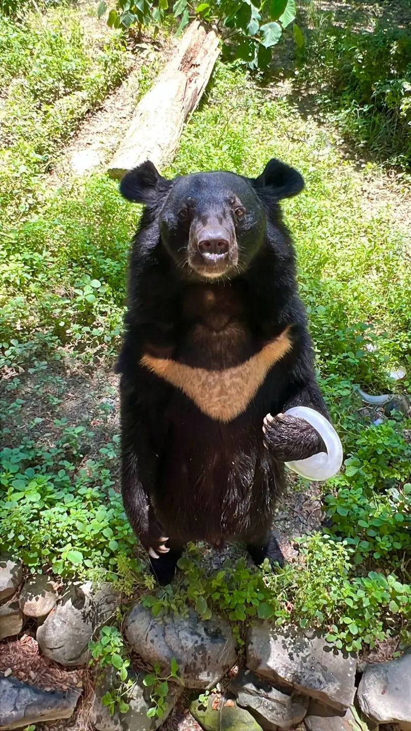 台灣黑熊「波比」把環狀冰塊套在手上消暑。壽山動物園提供