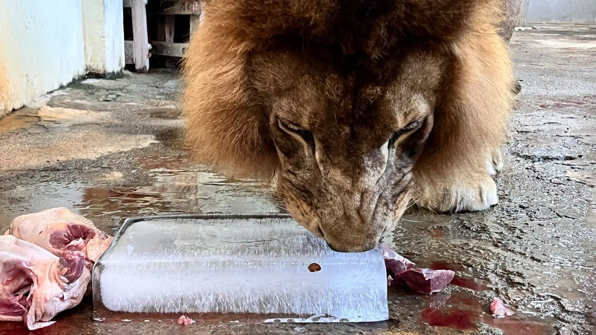 非洲獅「小辛」大口啃咬冰磚降溫。壽山動物園提供