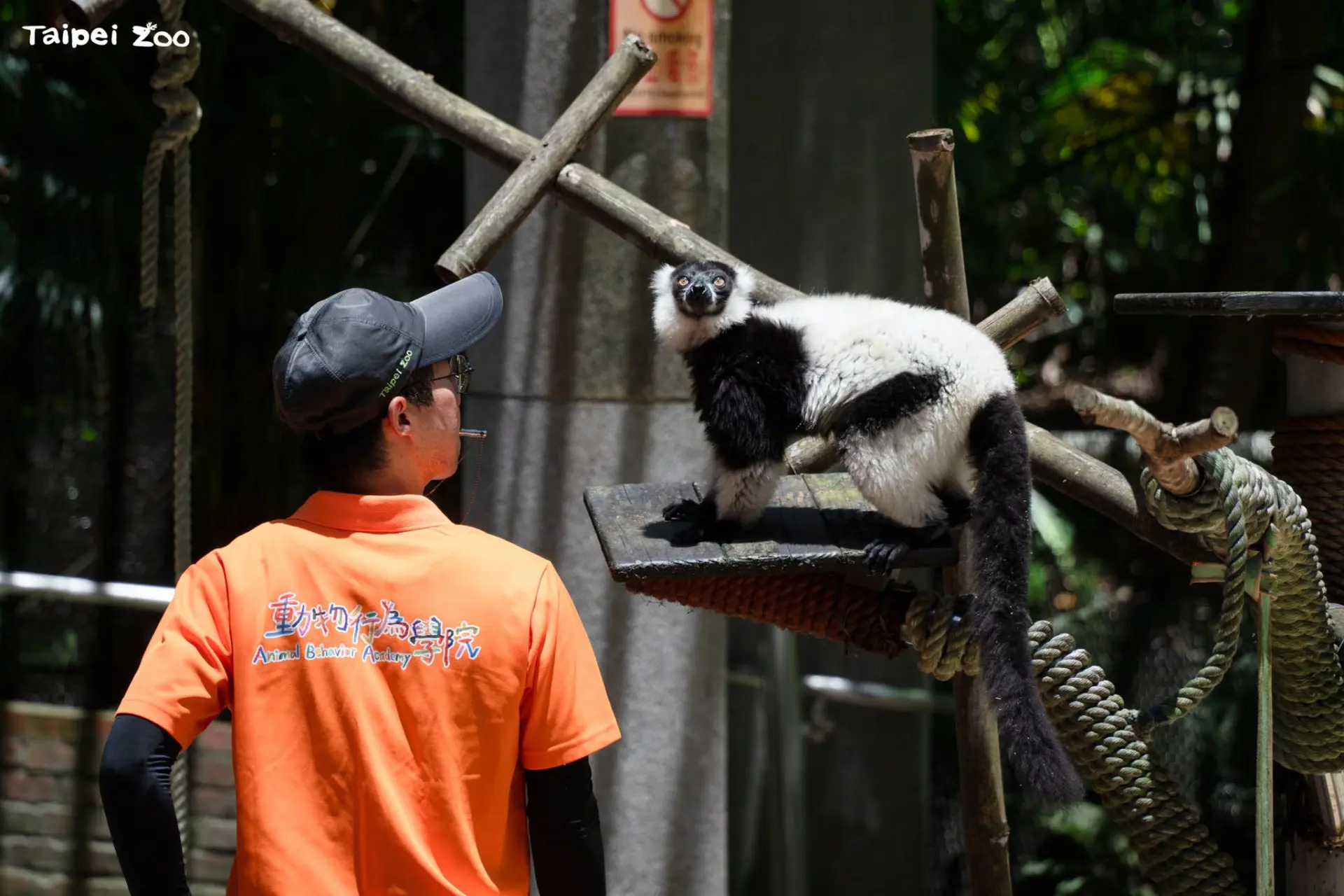 暑假週六加碼動物行為學院，跟著家鵝一起漫步到學院聆聽解說。台北動物園提供