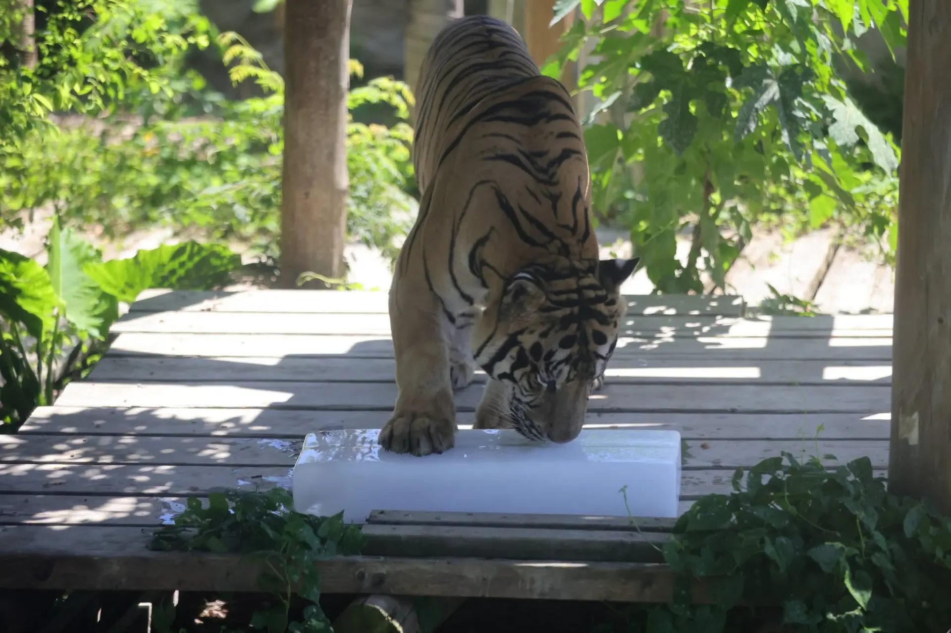 孟加拉虎「小紅」大口啃咬冰磚降溫。壽山動物園提供