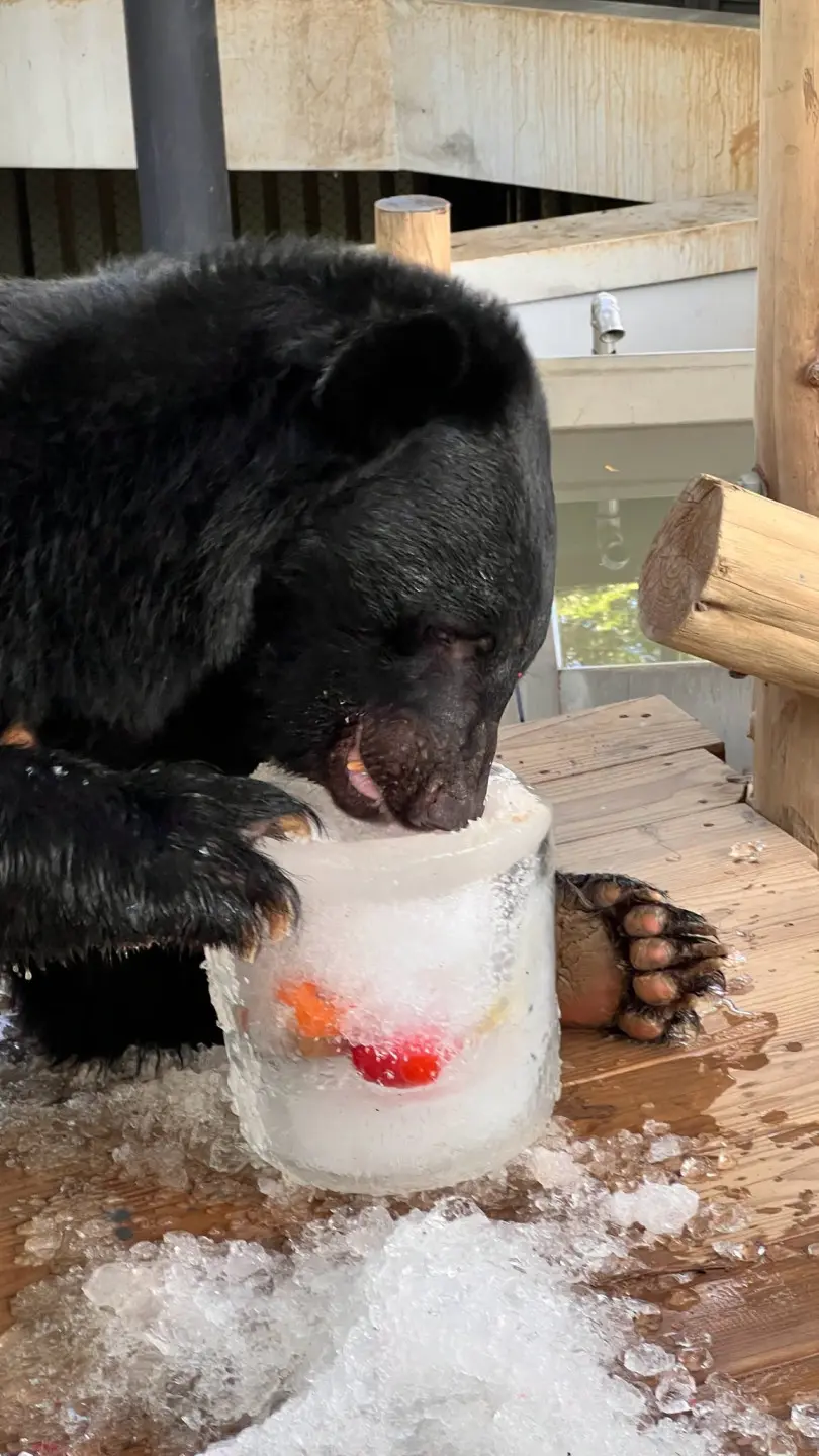 黑熊「黑皮」翻找裝滿冰鎮蔬果的冰桶尋寶。壽山動物園提供