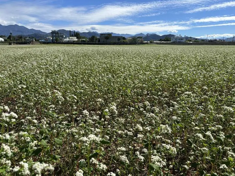 首座採種有機種子田　「蕎麥」盛開添新社花海浪漫景觀