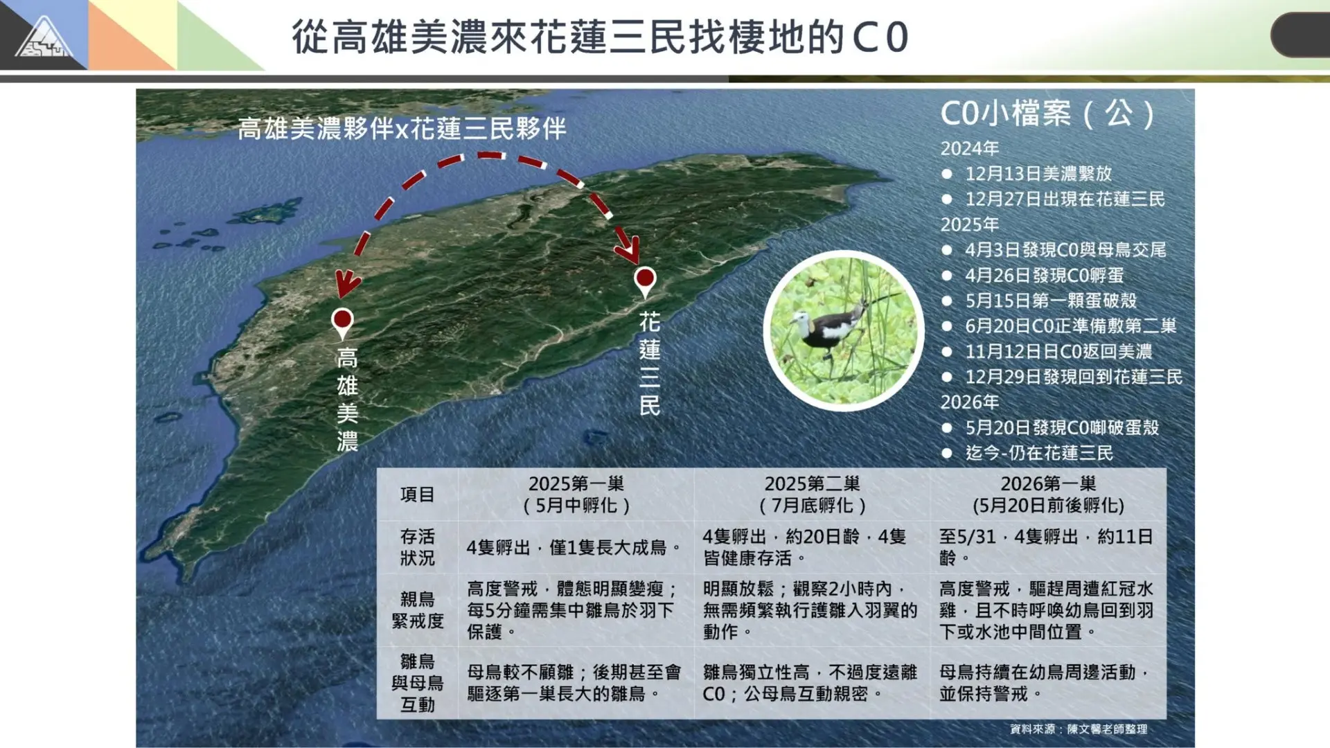 從高雄美濃來花蓮三民找棲地的C0。截圖自林保署花蓮分署臉書粉絲專頁