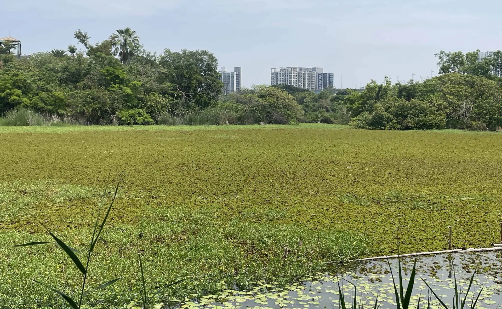 高雄左營「洲仔濕地」深水池移除酒杯槐葉蘋前狀況。高雄市政府提供