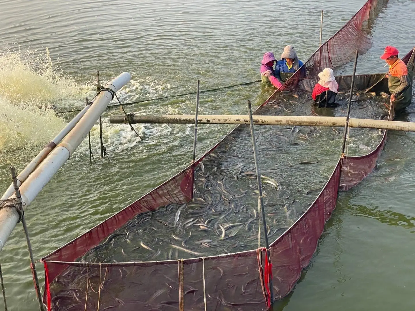 國產水產－嘉義東石鰻魚養殖場。截圖自嘉義縣政府臉書粉絲專頁