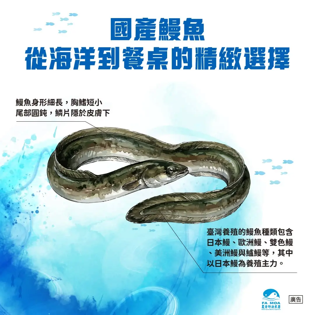 台灣國產鰻魚。截圖自農業部漁業署臉書粉絲專頁