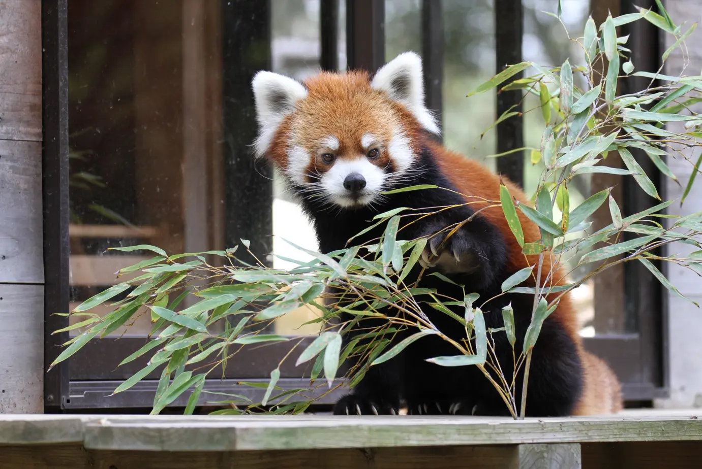 創下圈養小貓熊高齡紀錄的風太仍然精神奕奕。翻攝千葉動物公園Ｘ
