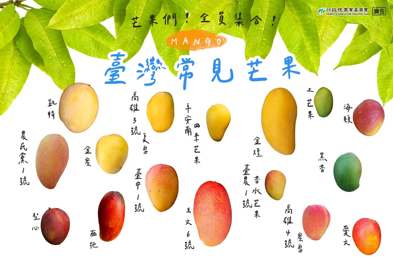 農業部特別整理出台灣常見的16種芒果,透過圖片了解外觀,搭配內文補充風味口感,帶領民眾認識各項品種。農業部提供