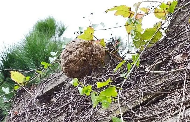 小虎頭蜂巢像藍球。陳權欣攝