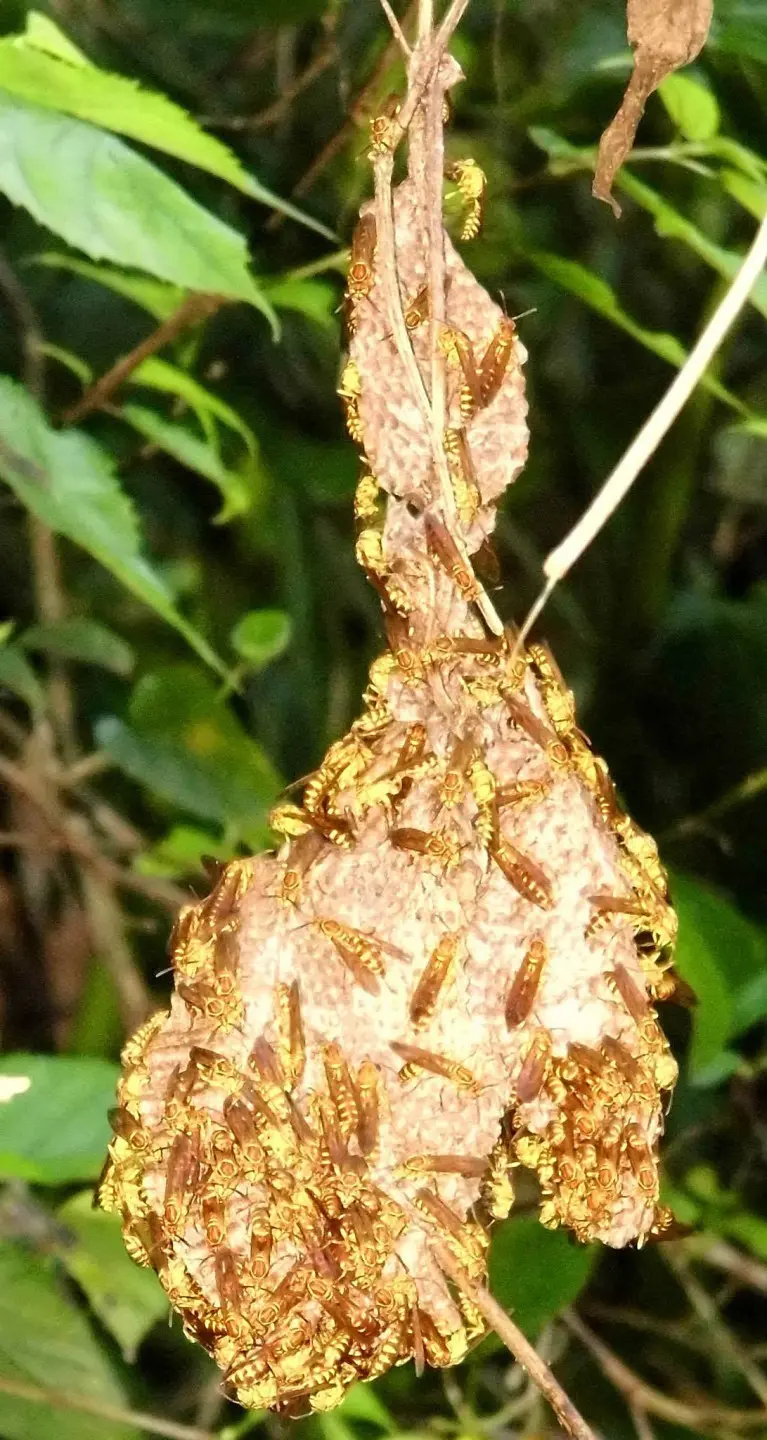 夏季新竹鄉下所拍的變側異胡蜂(毛辣兒)。陳權欣攝