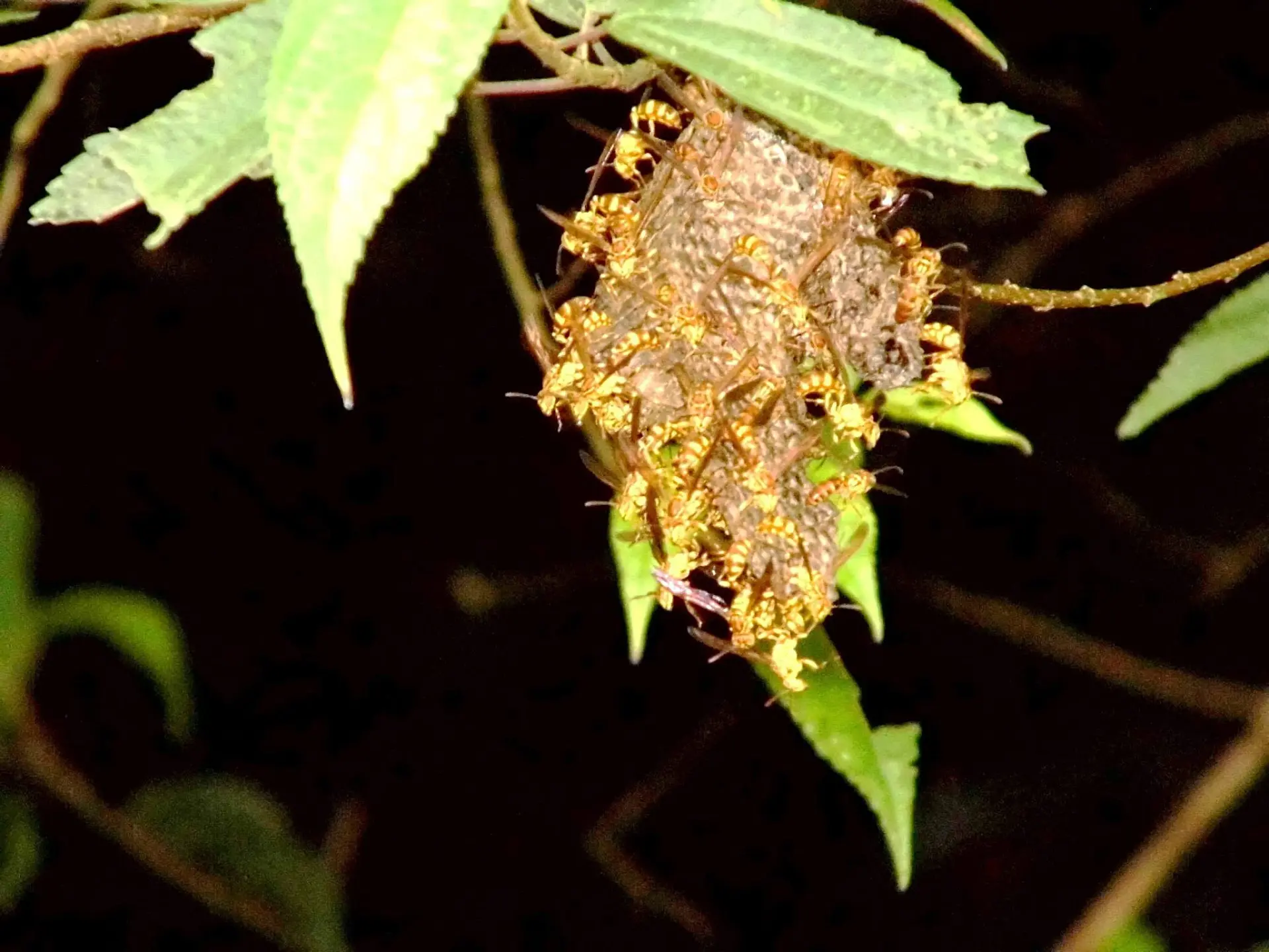 新竹鄉間常見變側異胡蜂(毛辣兒)。陳權欣攝