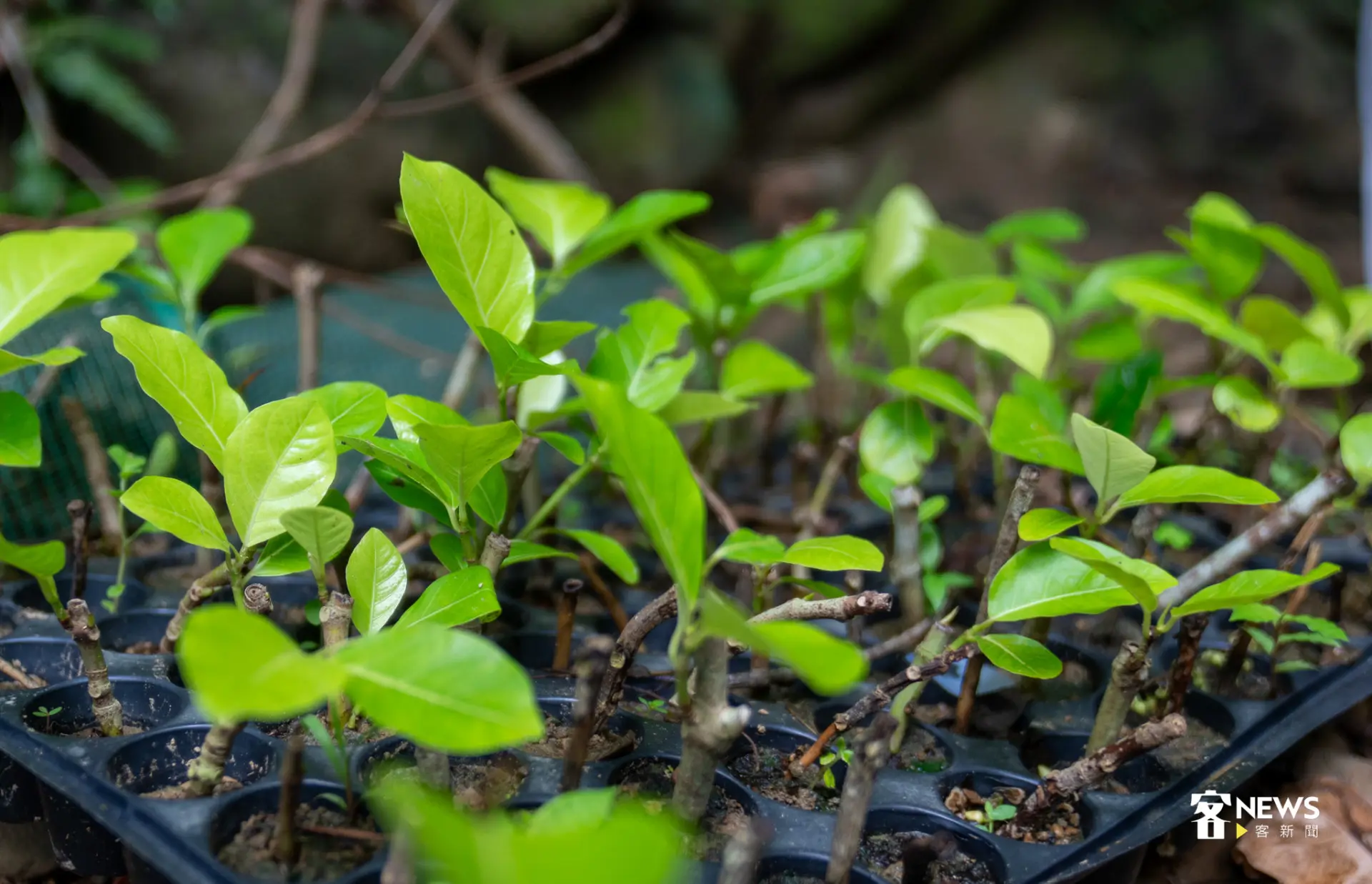 準備植入椰纖袋內的稜果榕苗盤。廖文琪攝