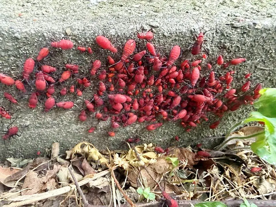 紅色的椿象叫做紅姬綠椿象,這個季節都出現在苦楝樹幹,到處看得到。陳權欣攝