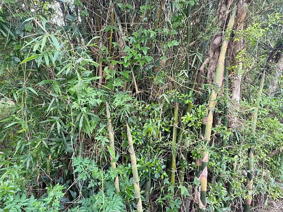 黑葉竹椿象最喜歡吃黑葉竹與棘竹一類竹筍的汁液。陳權欣攝