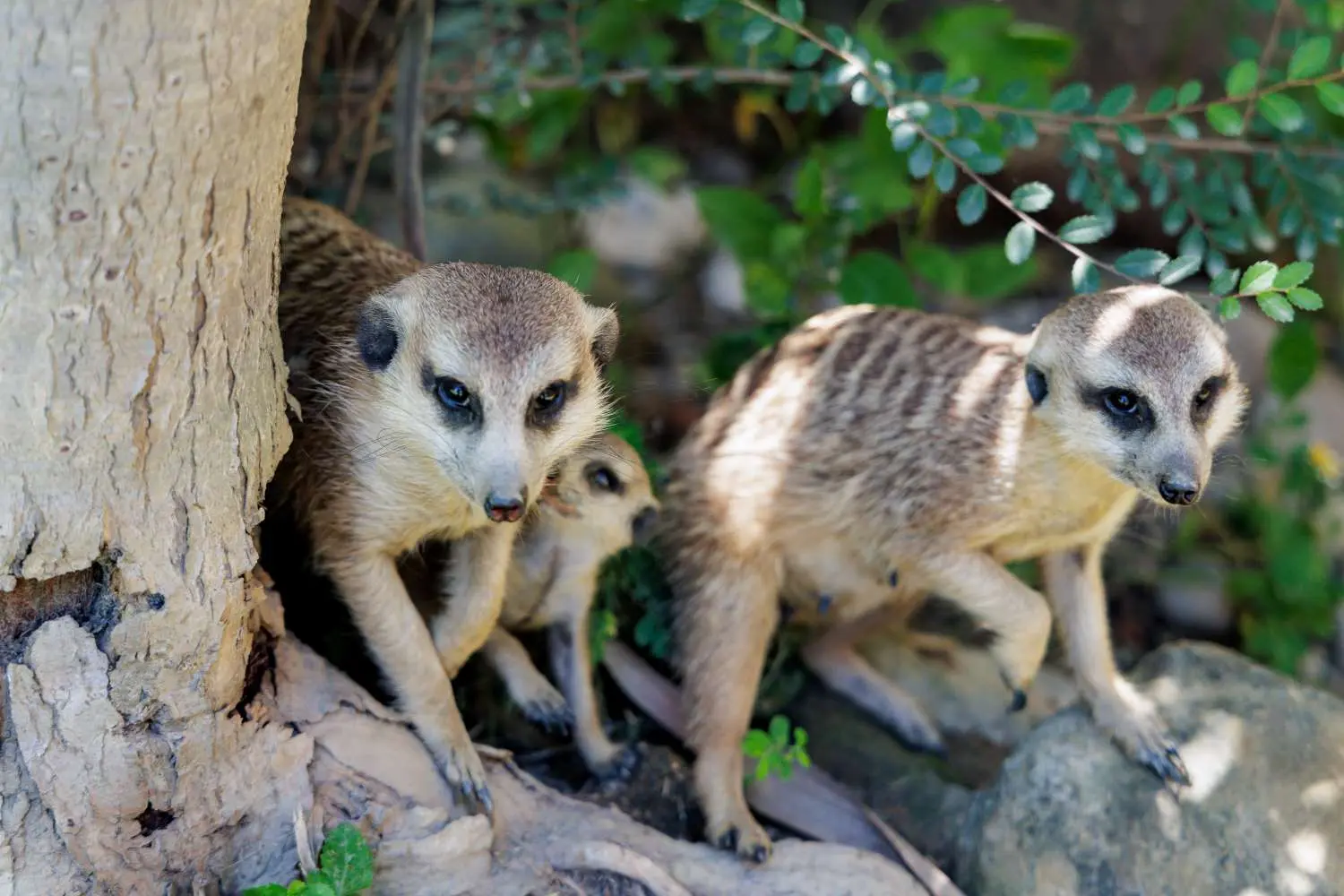 新竹市立動物園內新誕生的狐獴寶寶及家族。新竹市政府提供