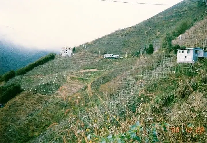 拉拉山一帶到處是水蜜桃園濫墾的情況。陳權欣攝