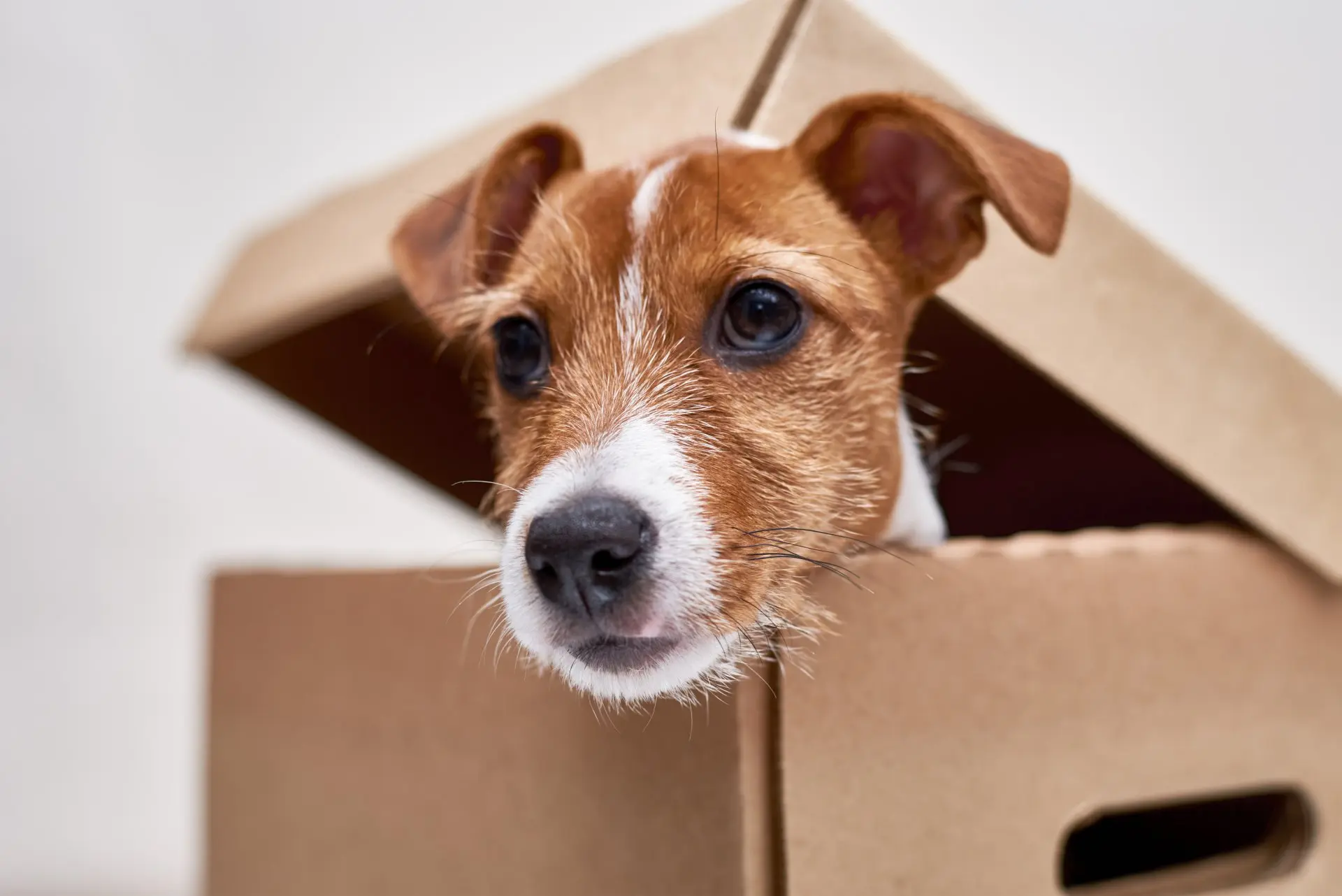 針對犬、貓、兔、其他哺乳類及實驗動物附加特別注意事項，如犬貓不得使用紙箱裝載。圖為狗狗資料照。資料圖源envato