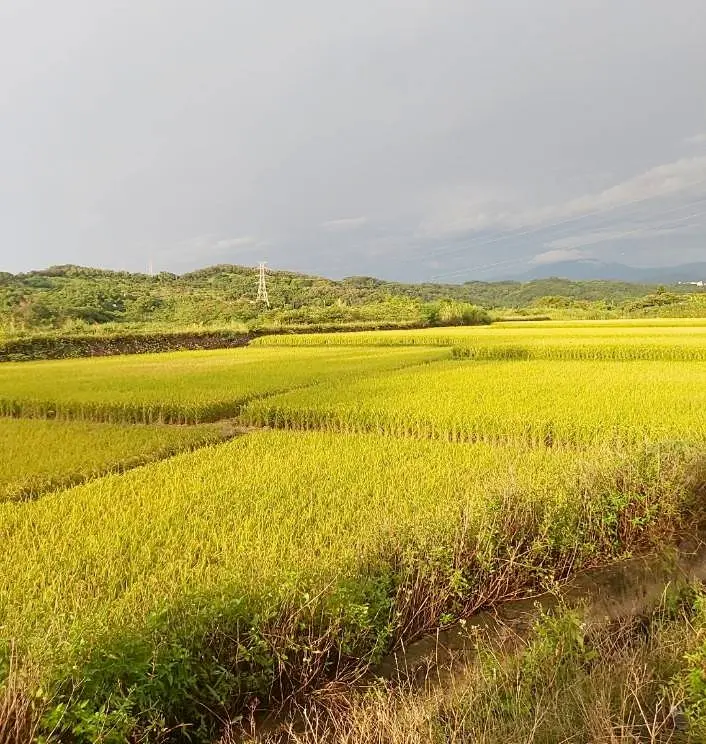 西湖稻田秋收前夕陽灑落，一片金黃。何來美攝