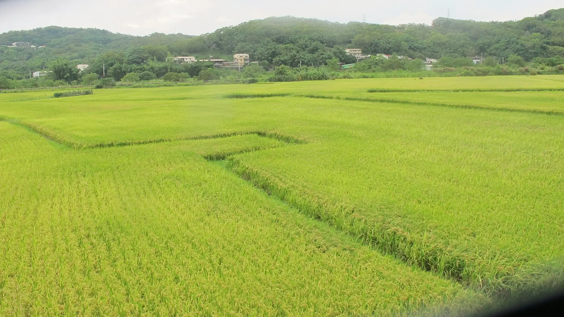 稻作收成前的西湖稻田景觀。何來美攝