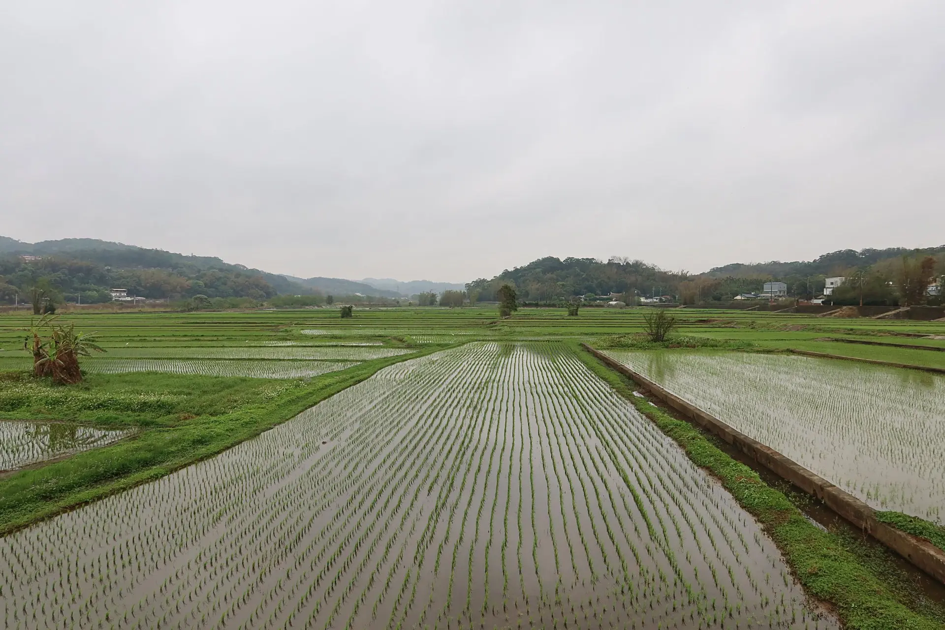 西湖鄉四湖村春耕，稻田綠油油一片。何來美攝