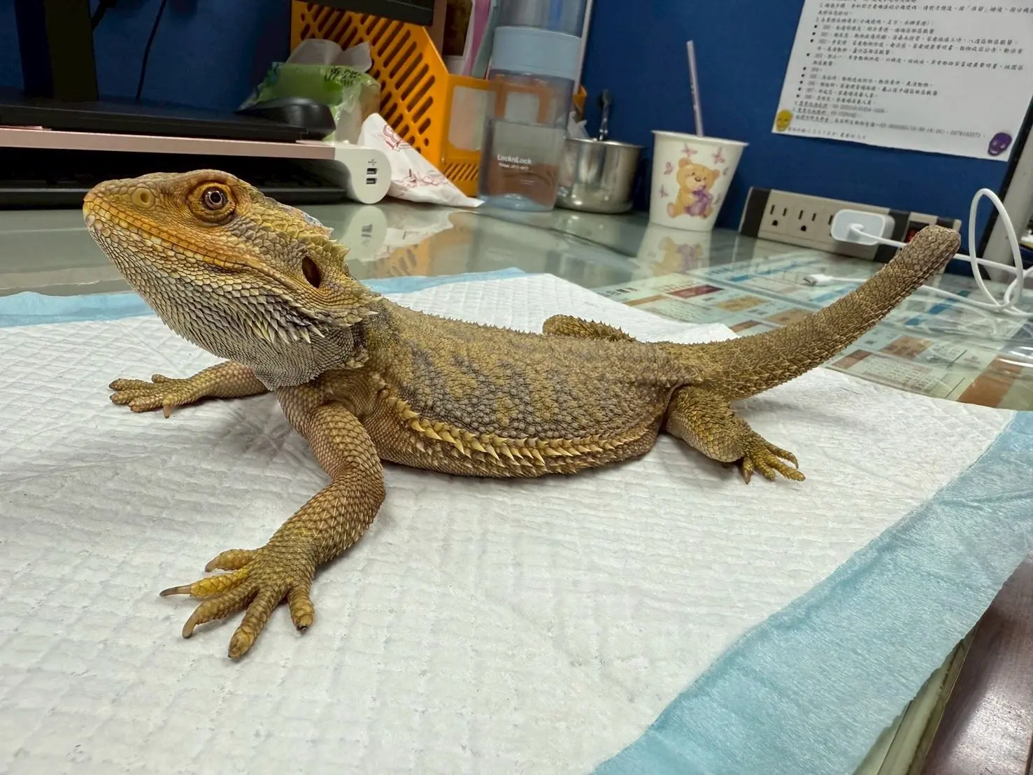 鬃獅蜥。桃市府動物保護處提供