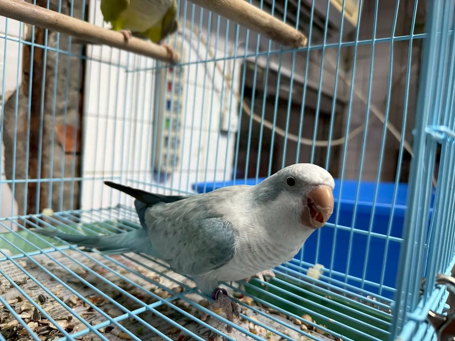 和尚鸚鵡。桃市府動物保護處提供