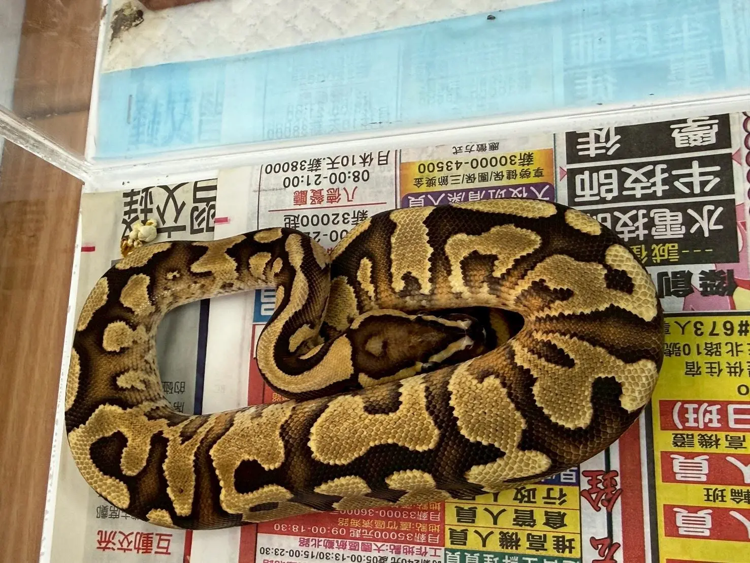 球蟒。桃市府動物保護處提供