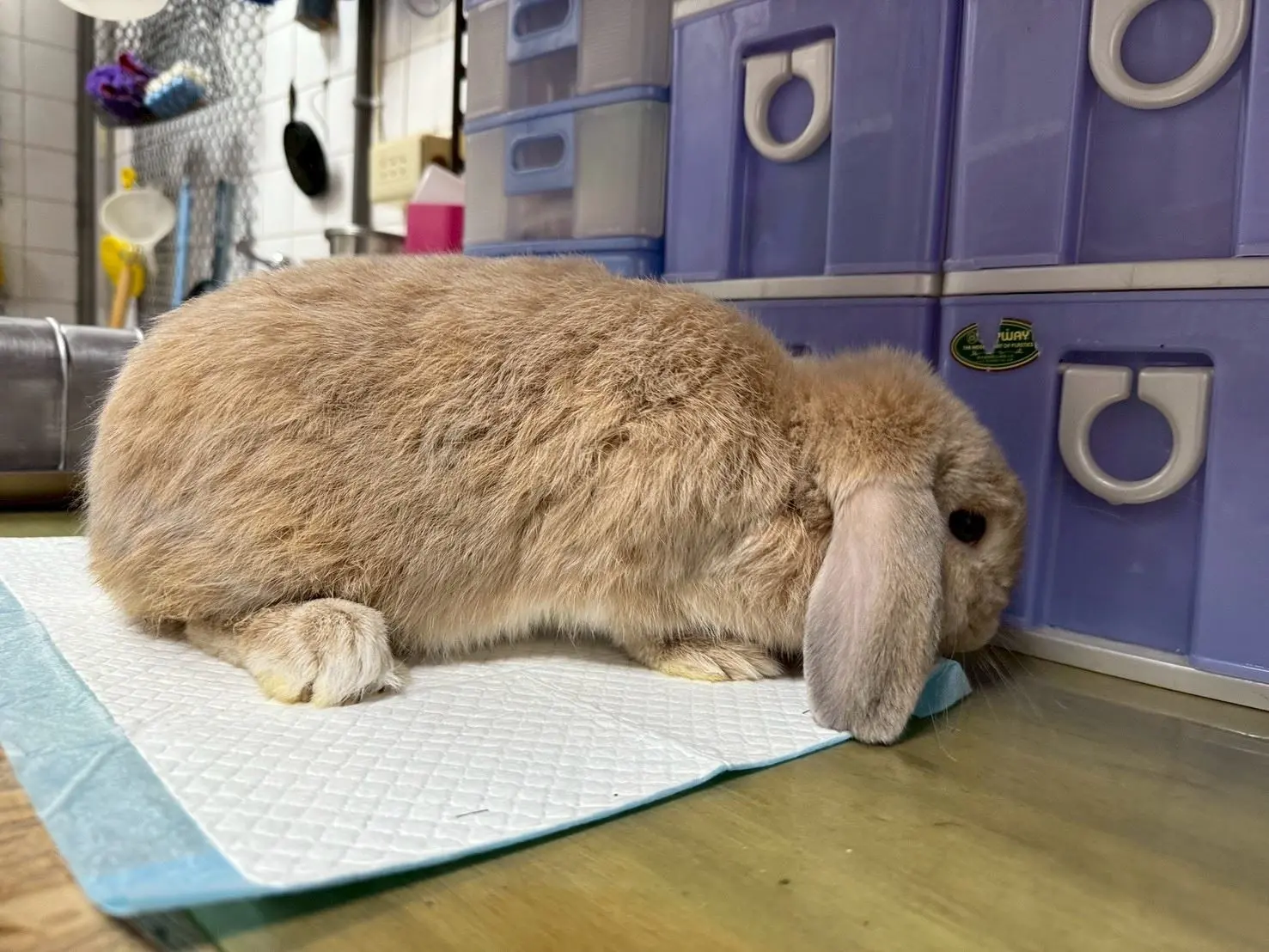 兔。桃市府動物保護處提供