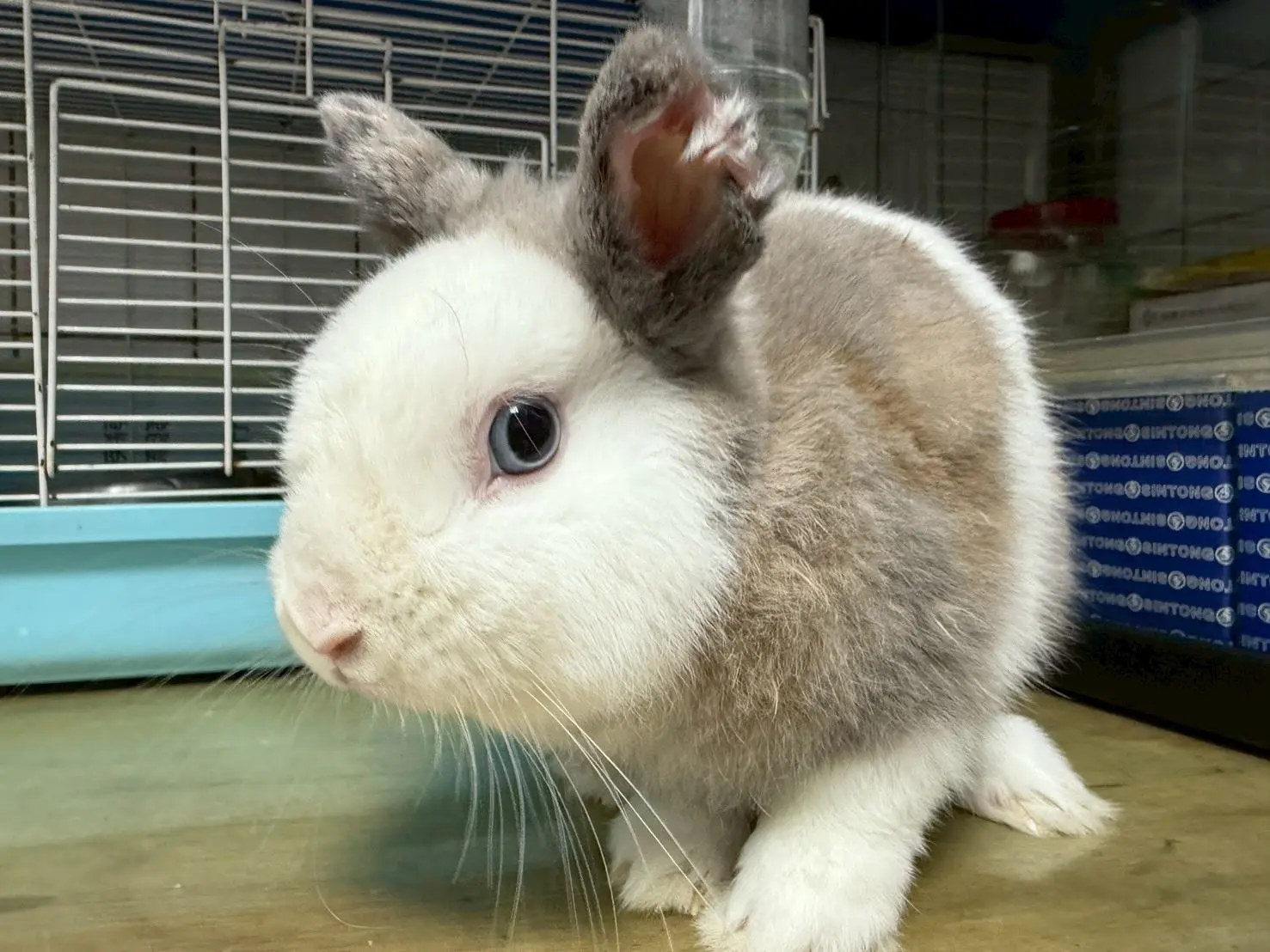兔。桃市府動物保護處提供
