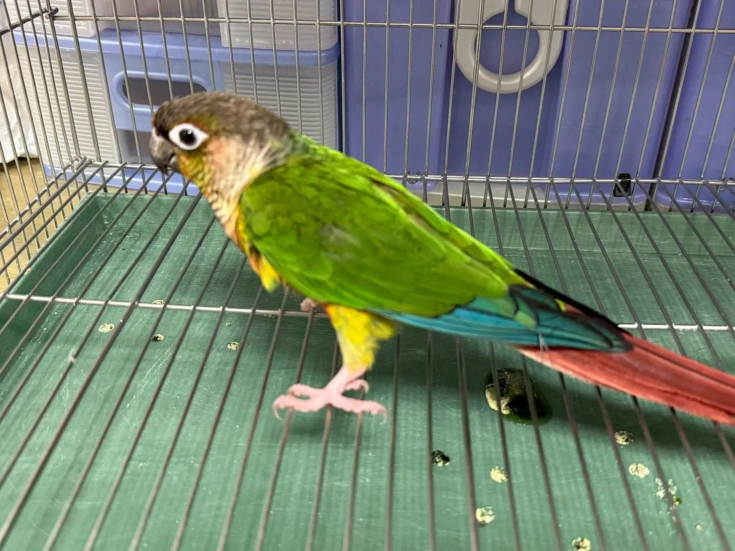 小太陽鸚鵡。桃市府動物保護處提供