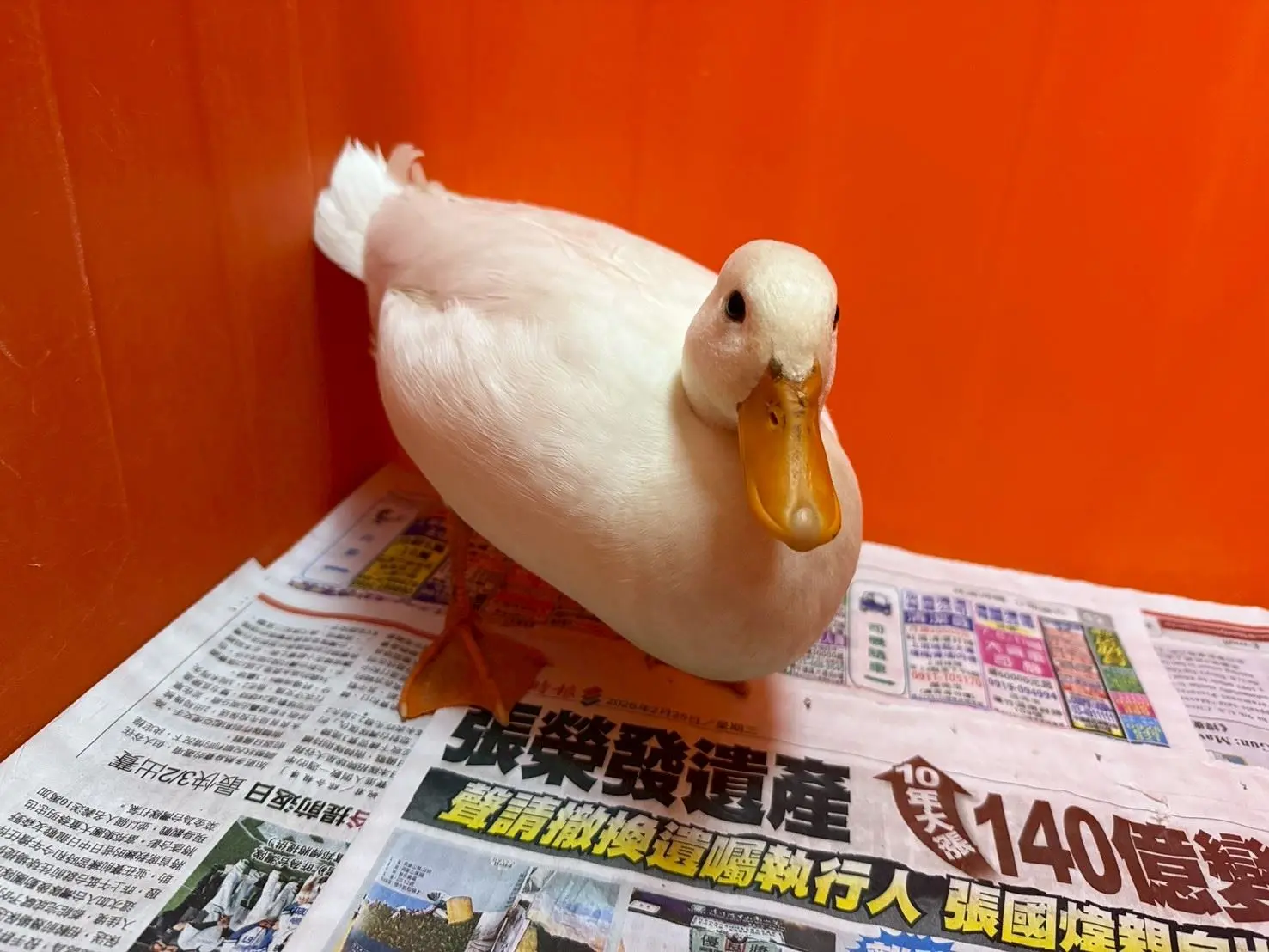 柯爾鴨。桃市府動物保護處提供