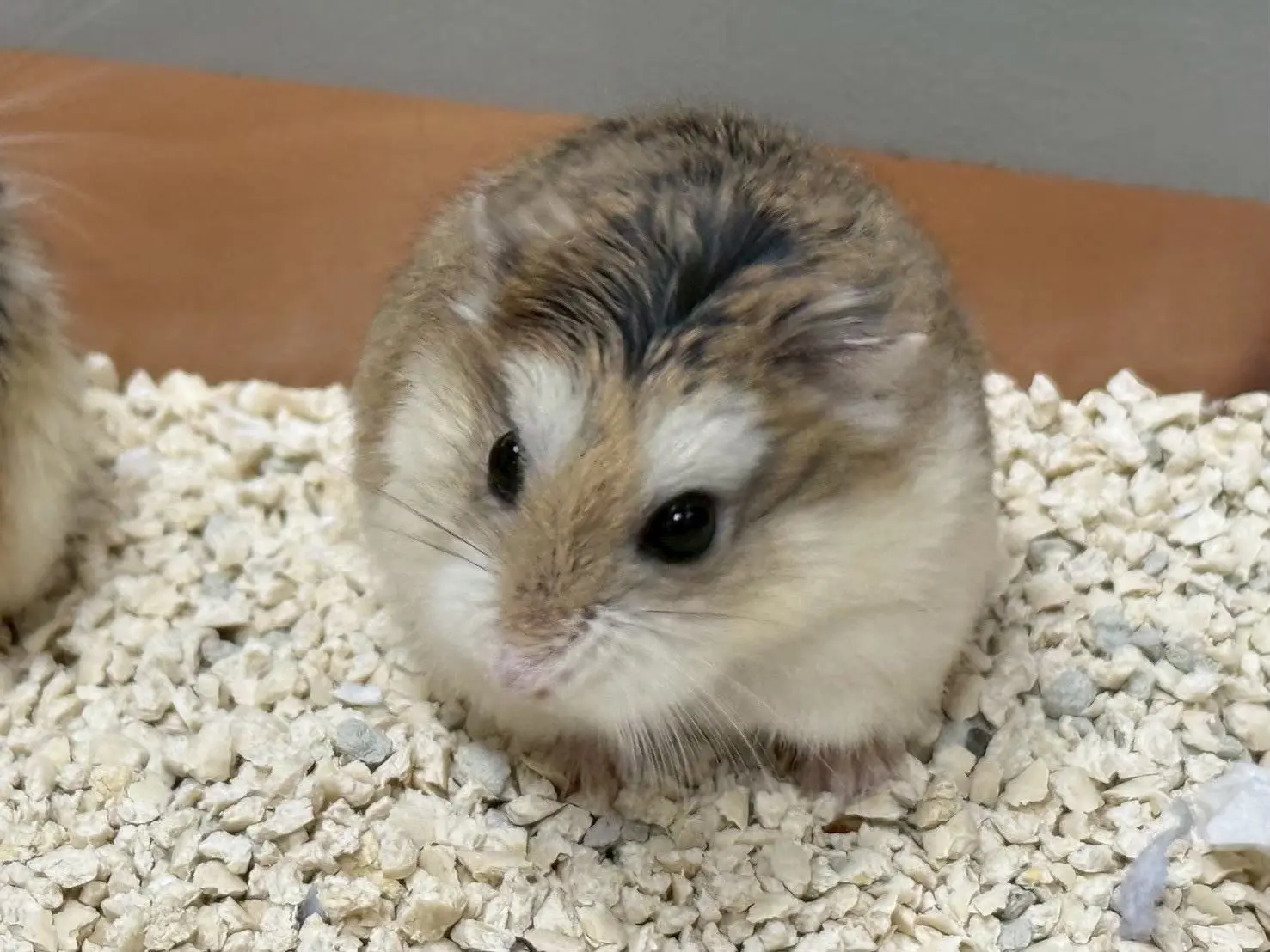 老公公鼠。桃市府動物保護處提供