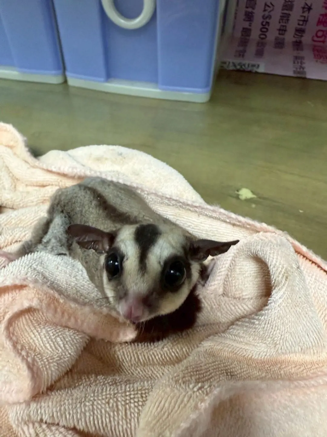 蜜袋鼯。桃市府動物保護處提供