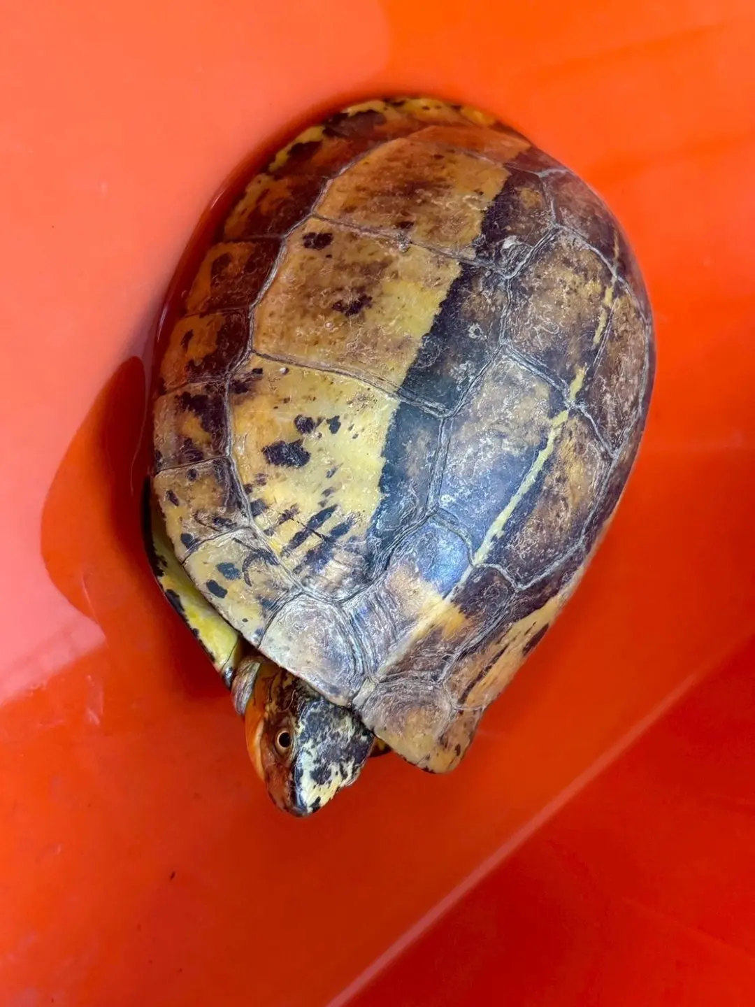 花背箱龜。桃市府動物保護處提供