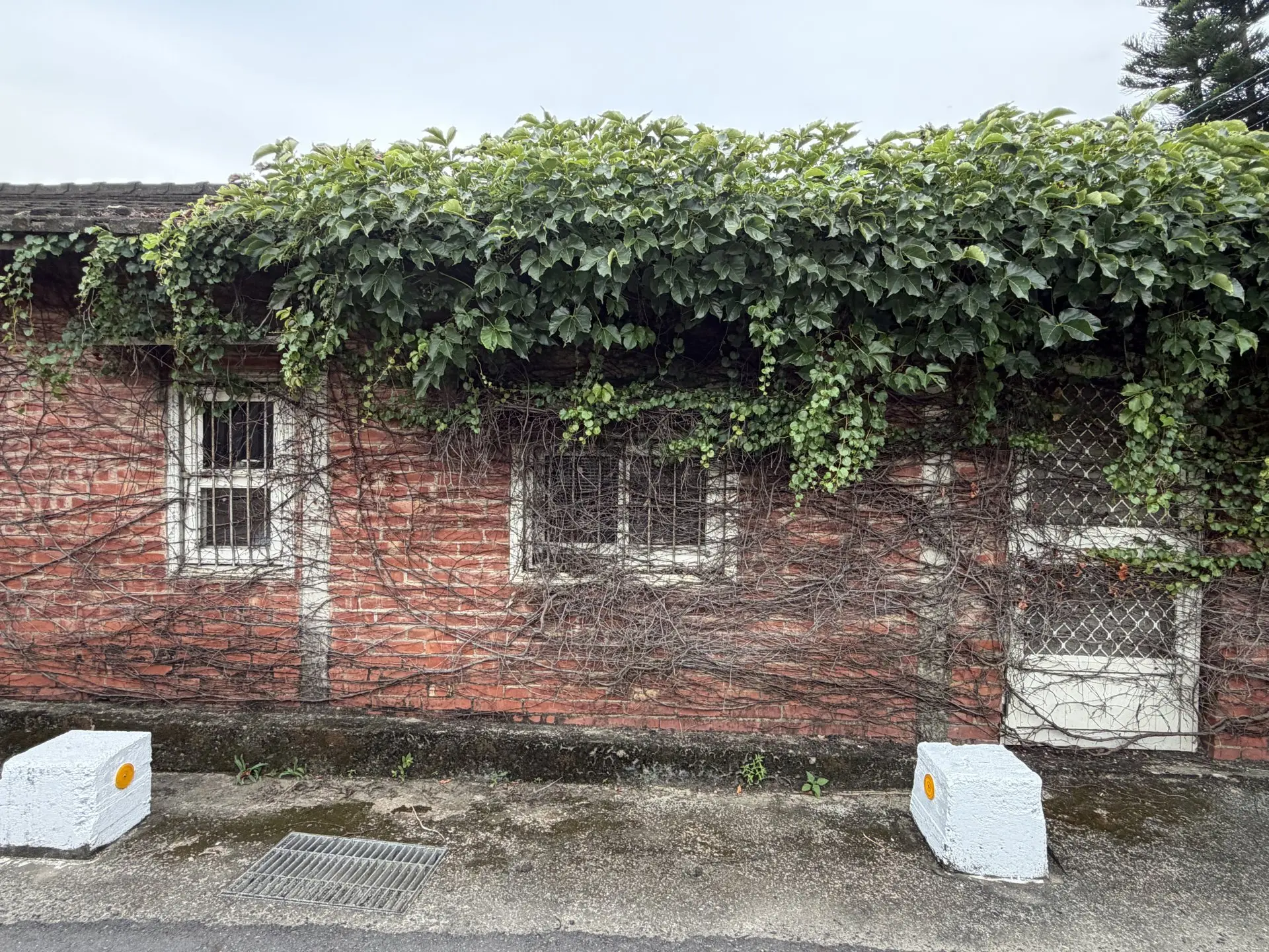 嘉義大林的上林里有一棟被爬藤植物緊緊纏住的老屋,門窗無法打開,已經很久無人回家。李慧宜攝