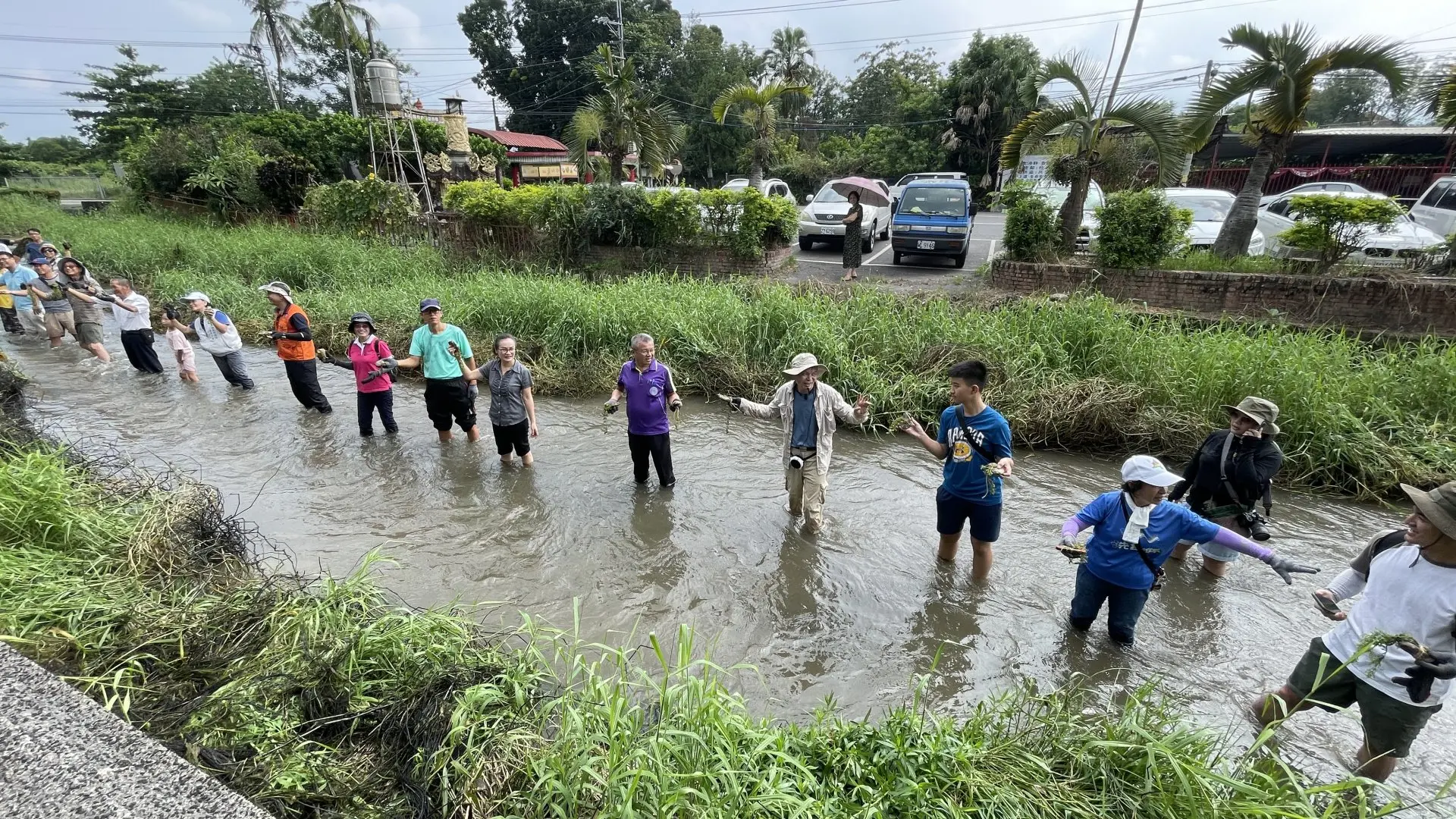 五溝水守護工作站號召當地志工，清除河中的入侵物種。客委會提供