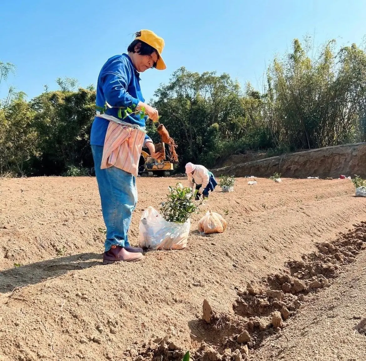 陳映儒得到父母親支持，讓百年茶廠開發出旗下品牌「陳皮製茶」轉型做文創商品，圖為自家茶園。翻攝陳皮製茶FB