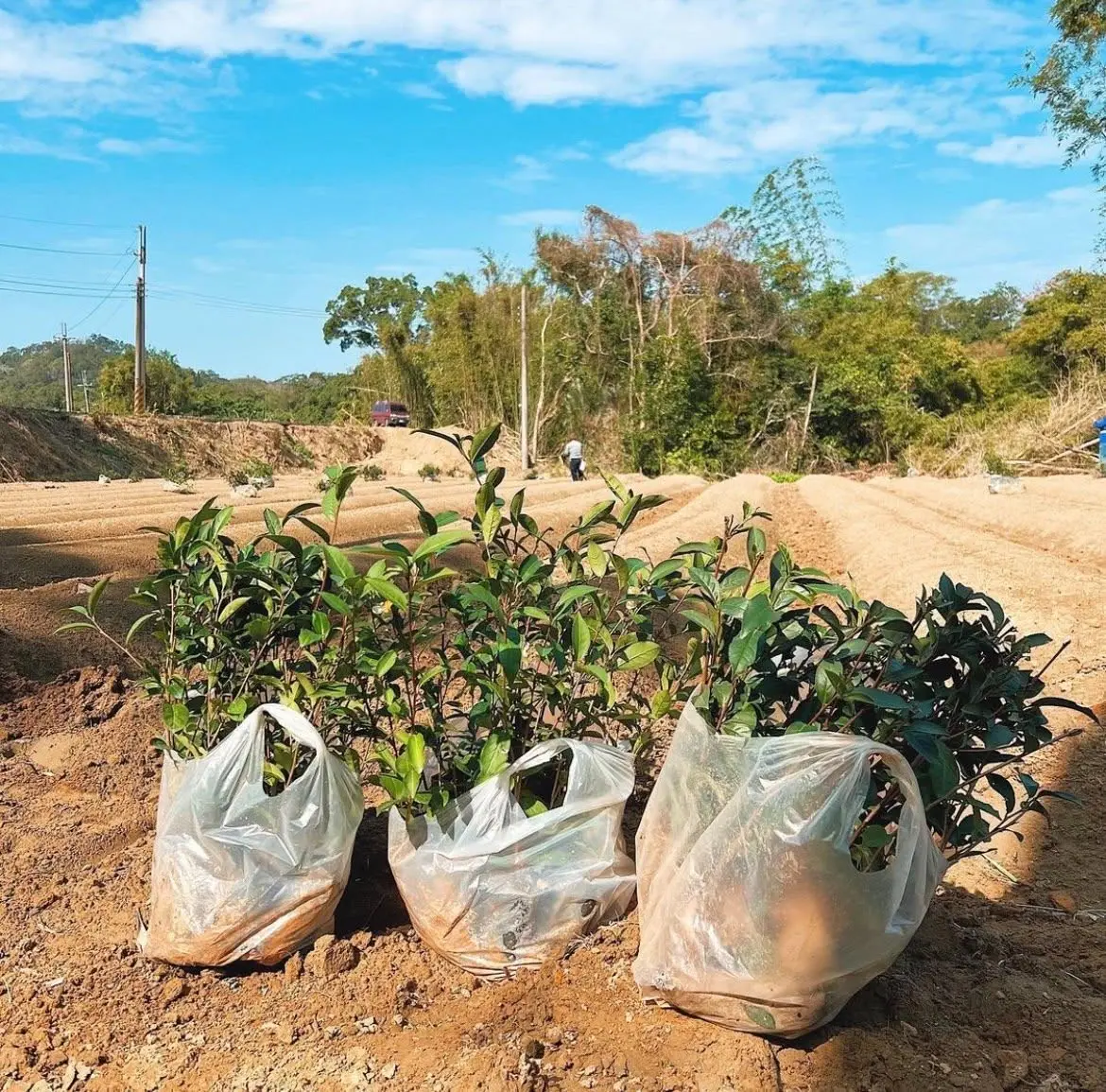 陳映儒自家整地約2.5公頃改做客庄有機茶，讓土地慢慢重回盎然生機的模樣。翻攝陳皮製茶FB