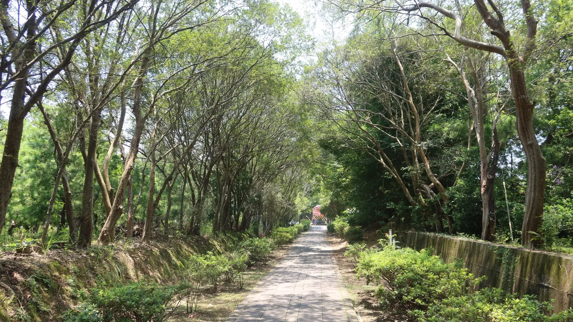 邱應炎的樹園在苗栗市功維叙隧道南端步道兩旁，綠樹成蔭，夏日健走非常陰涼。何來美攝