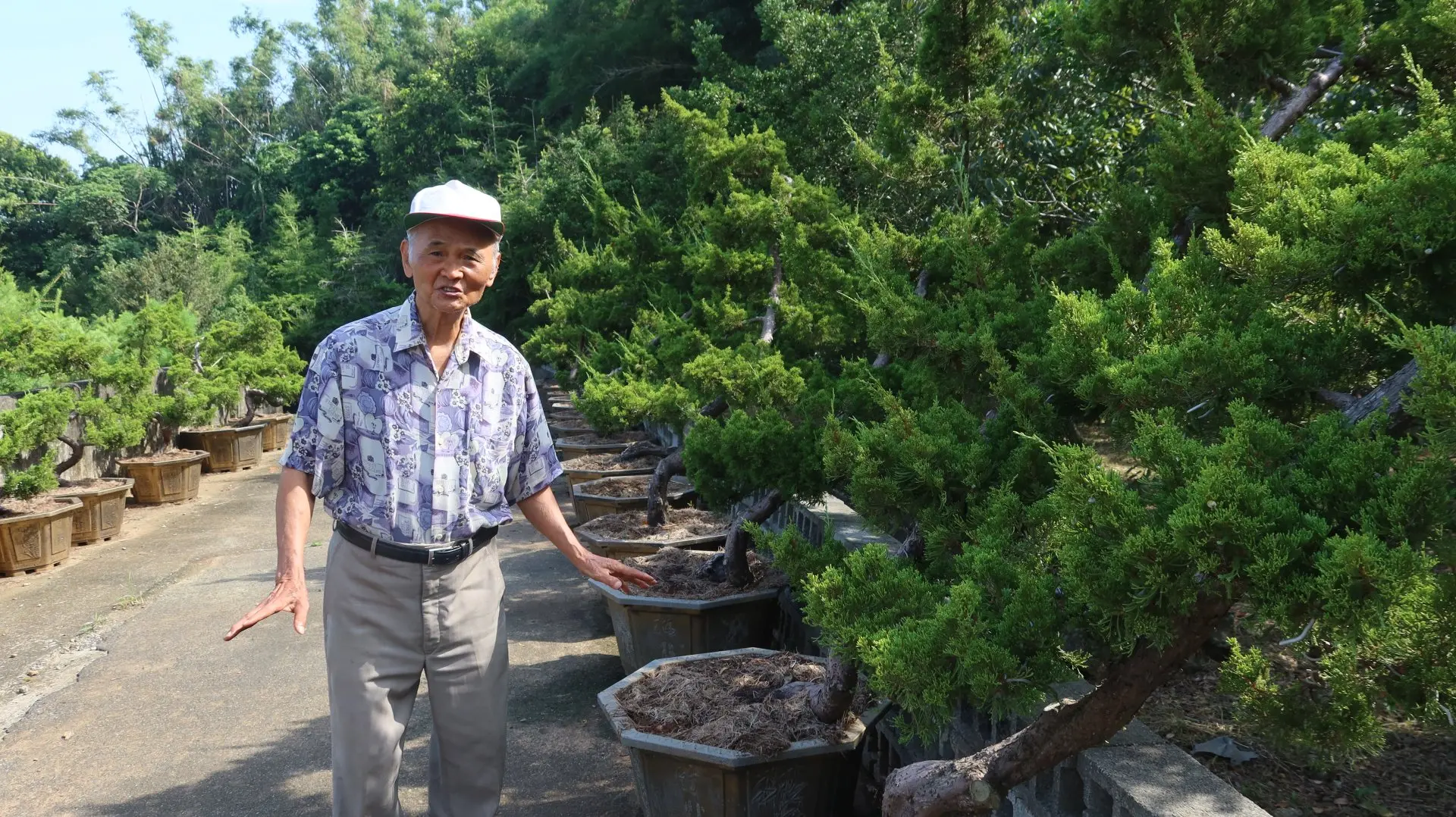 邱應炎栽種的真柏，經他雕琢樹型都非常美，盆土也用陽明山買來的風化岩，透水性比苗栗土好。何來美攝
