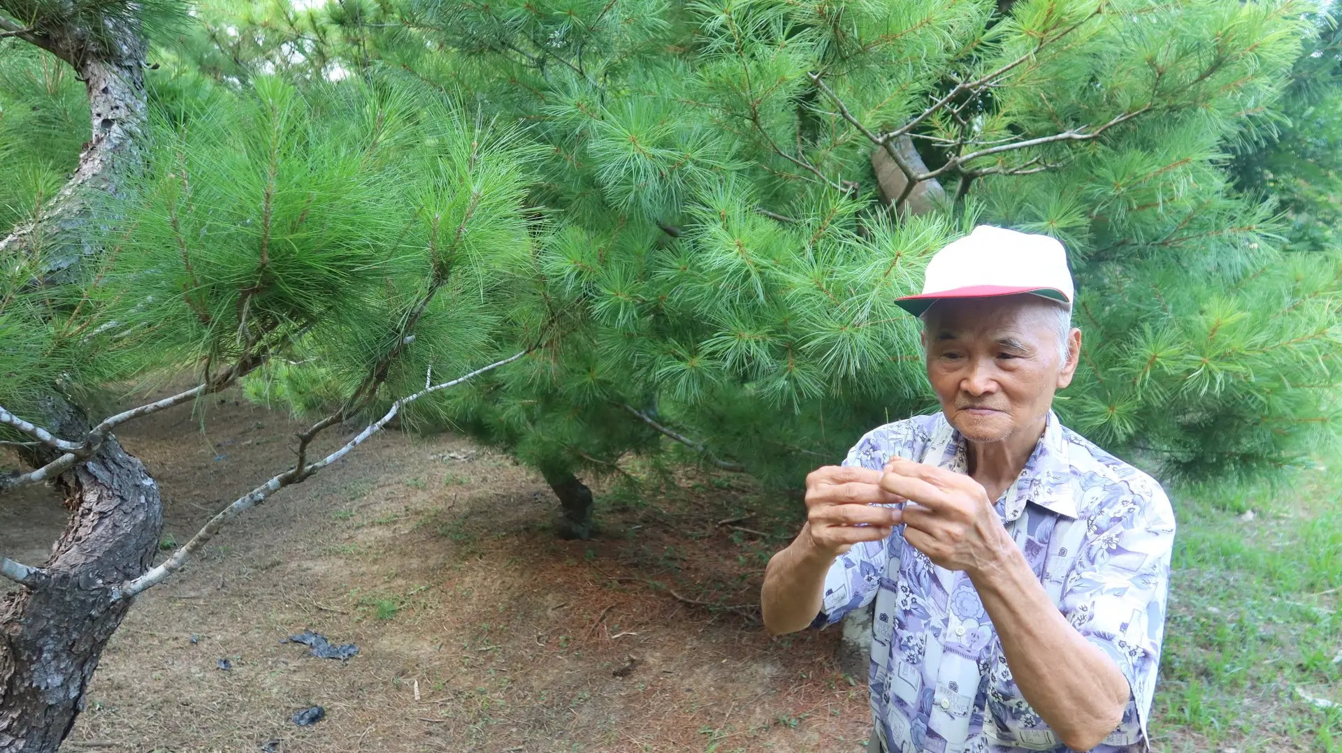 邱應炎解說如何分辨五葉松與二葉松。何來美攝