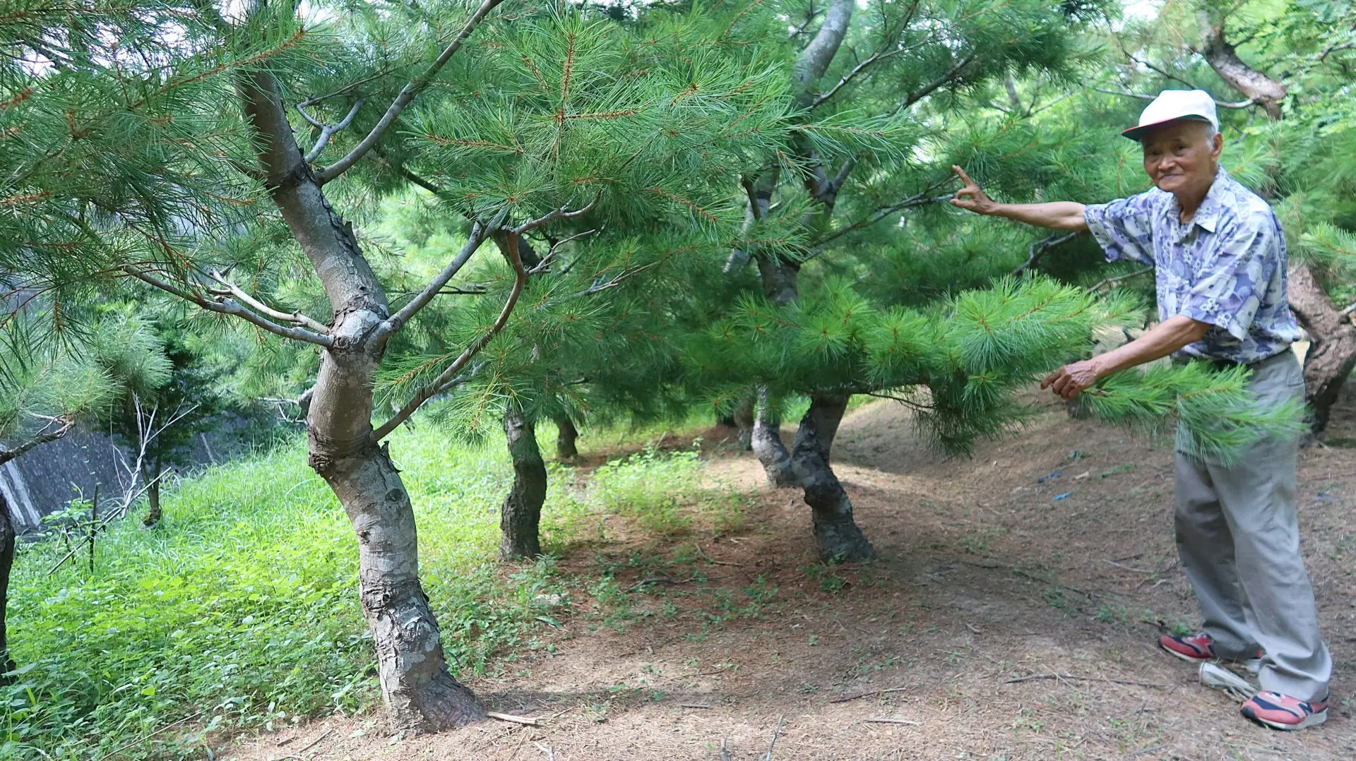 邱應炎解說松樹矮化、雕琢成迎客松的要領。何來美攝