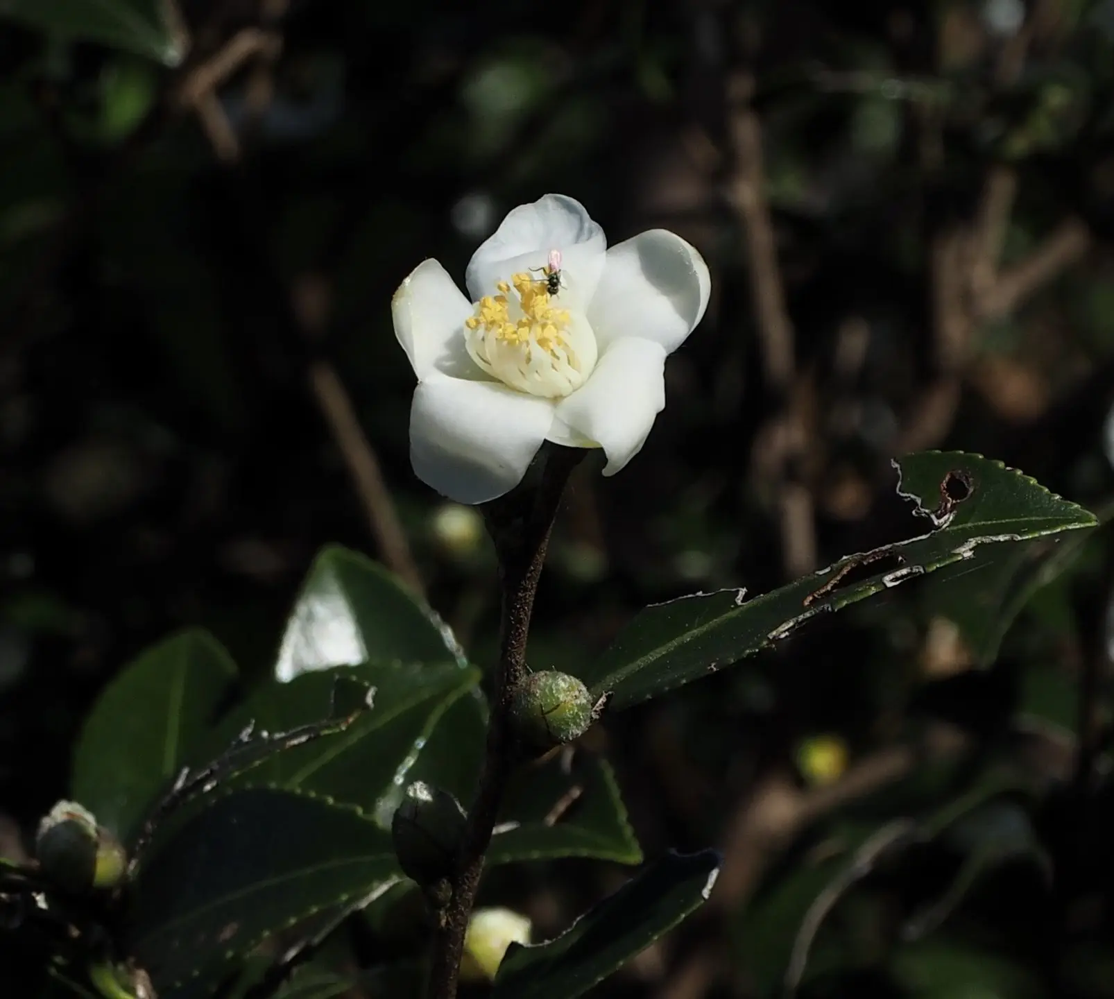 台灣國家標準（CNS）對苦茶油訂有明確規範，必須完全從山茶屬（Camellia）的大果油茶樹及小果油茶樹的茶籽榨出來的油，才能稱為「苦茶油」。蕭秀琴攝