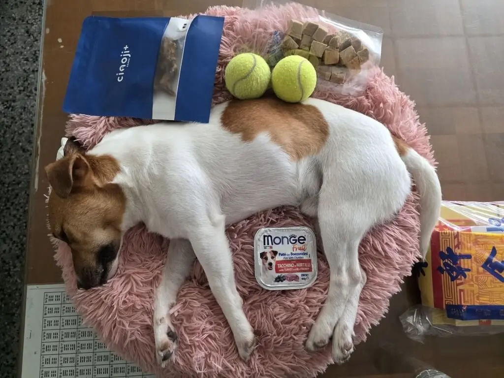 花蓮縣搜救犬Wilson不幸離世，死因近日引發討論。花蓮消防局18日公布Wilson水化前照片，說明Wilson無外傷與骨折情形。消防局提供