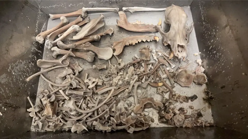 花蓮搜救犬Wilson不幸離世，死因近日引發討論。花蓮縣消防局18日公布Wilson水化後骨骼照片，Wilson頭骨及四肢骨骼無破裂或骨折等痕跡。花蓮縣消防局提供
