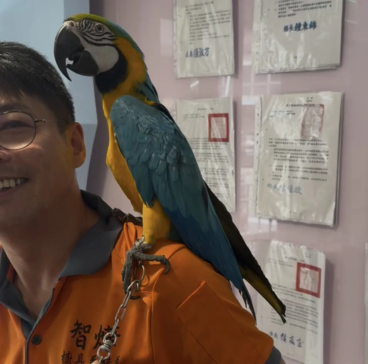 新北市政府動物保護防疫處統計，截至今年8月底已接獲66隻鸚鵡飛失通報，較去年同期增加約兩倍。圖為民眾領回的金剛鸚鵡。新北市政府提供