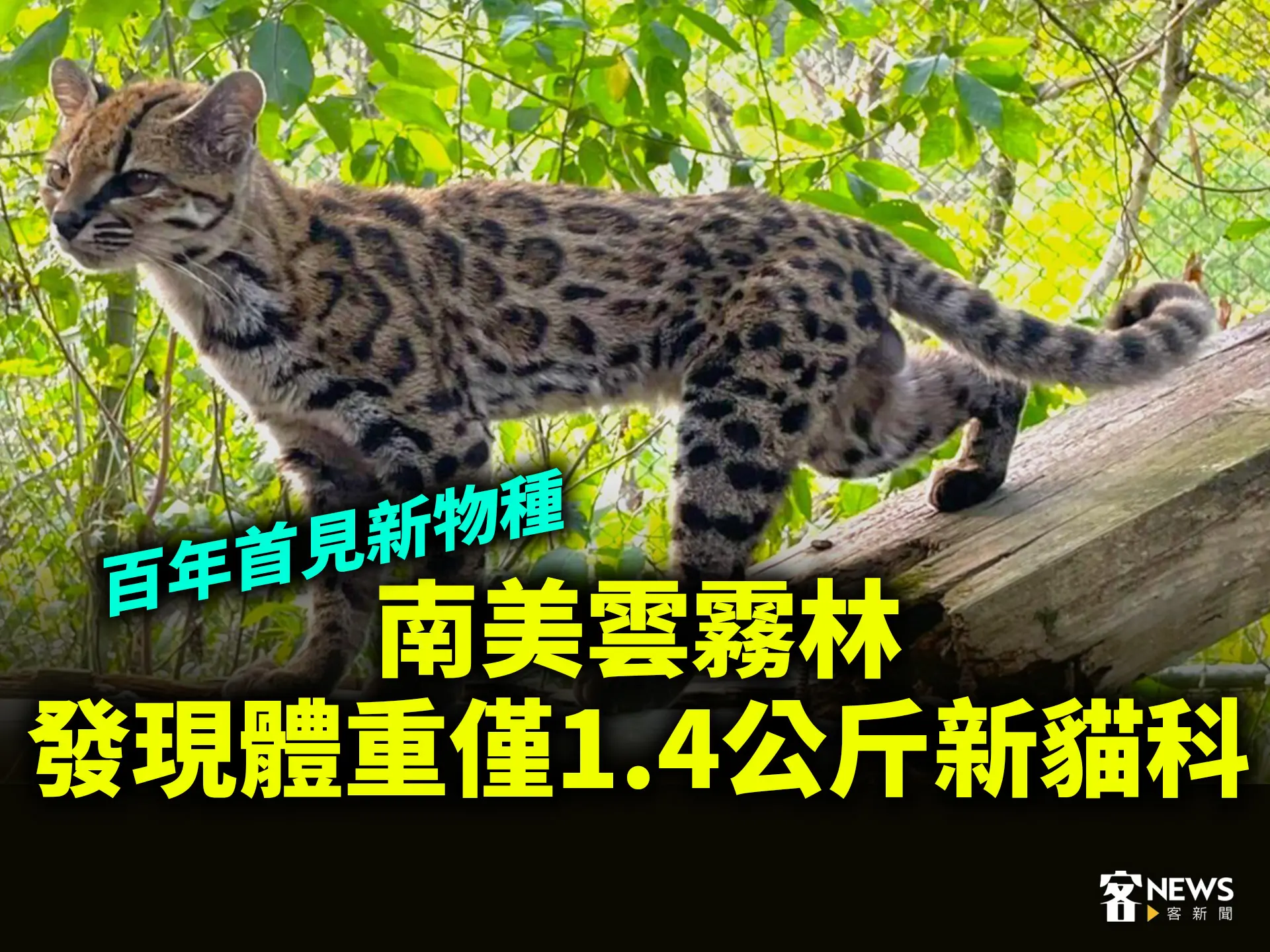 百年首見新物種　南美雲霧林發現體重僅1.4公斤新貓科動物