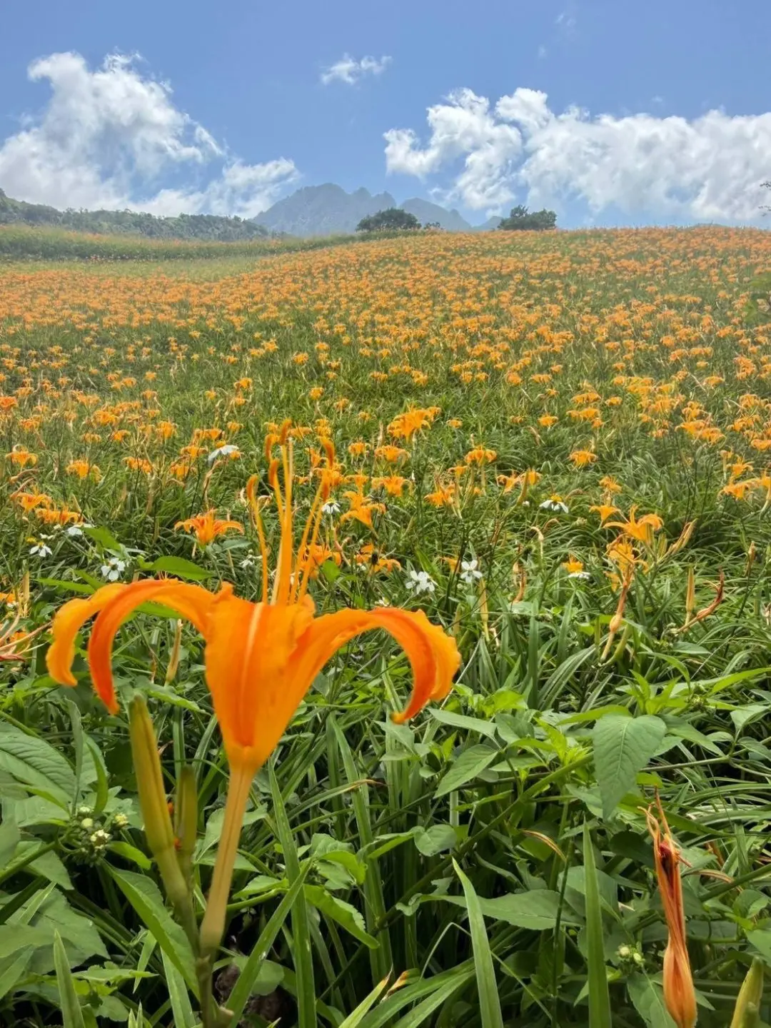 花蓮富里竹田六十石山盛開的金針花海與山下的縱谷客庄聚落。客委會提供